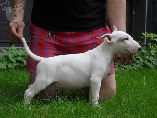 BULL TERRIER